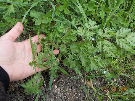 giovane cicuta ?
